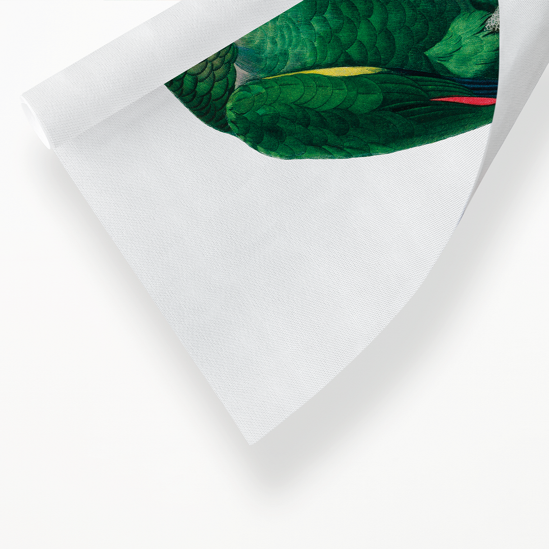 The Orange-Winged Amazon, Amazona amazonica II - Art Print