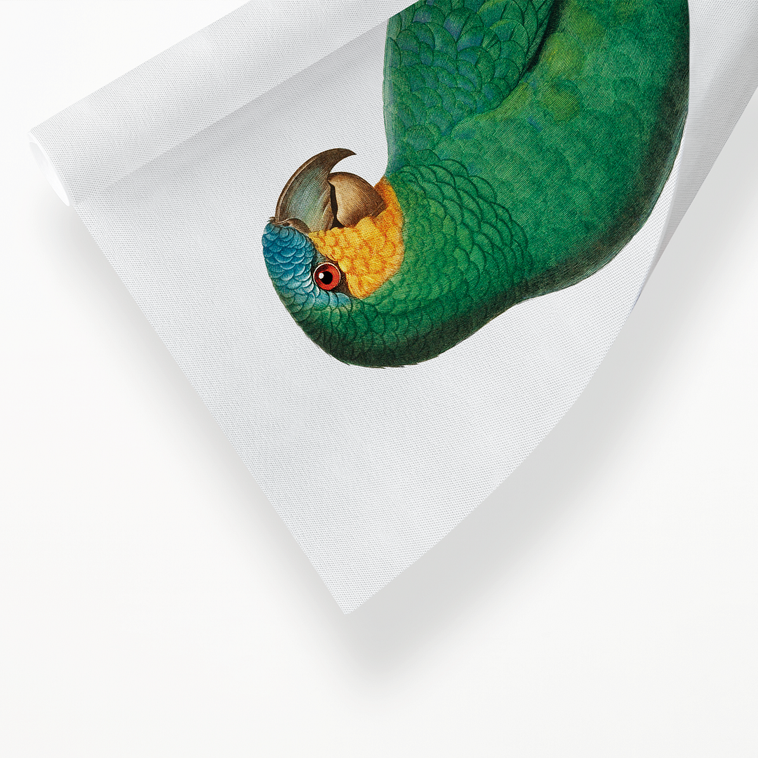 The Orange-Winged Amazon, Amazona amazonica I - Art Print