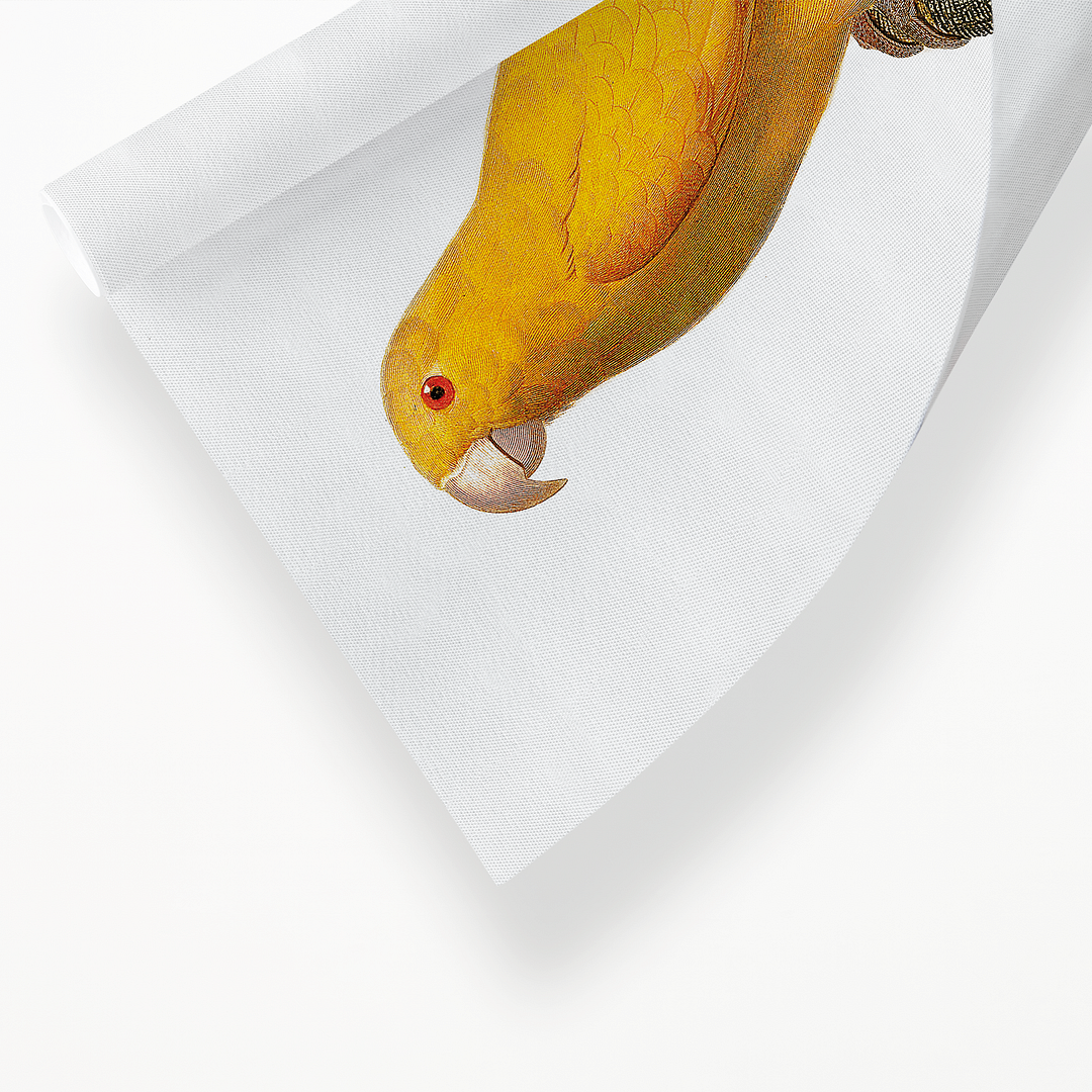 The Pacific parrotlet, Forpus coelestis - Art Print