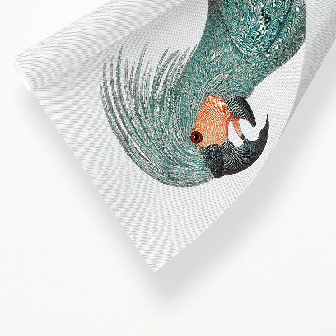The Palm Cockatoo Probosciger aterrimus I - Art Print