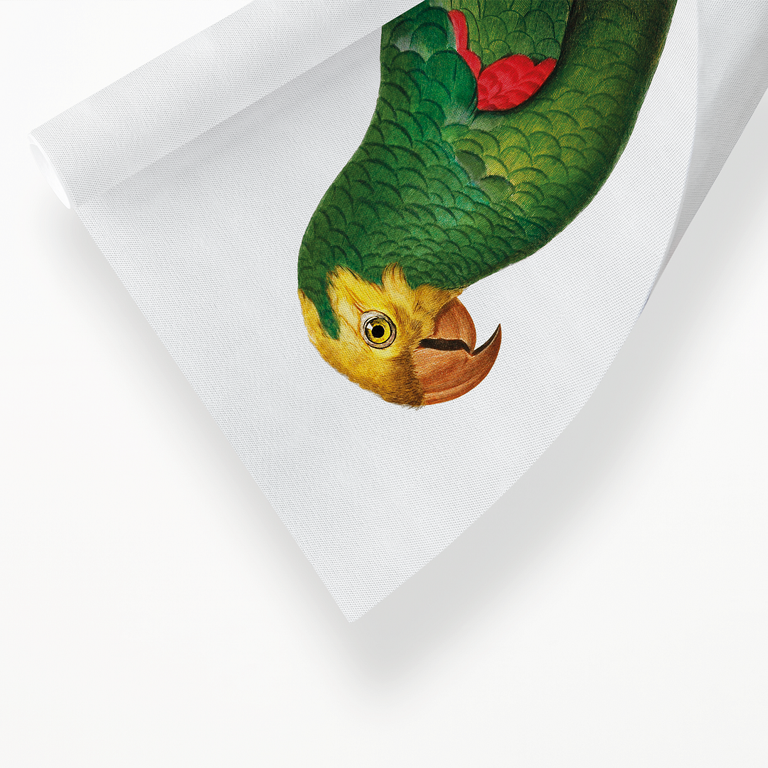 Yellow-Fronted Amazon, Amazona ochrocephala I - Art Print