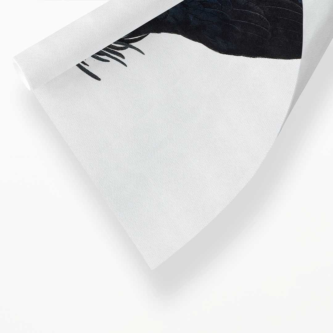 The Palm Cockatoo, Probosciger aterrimus II - Art Print