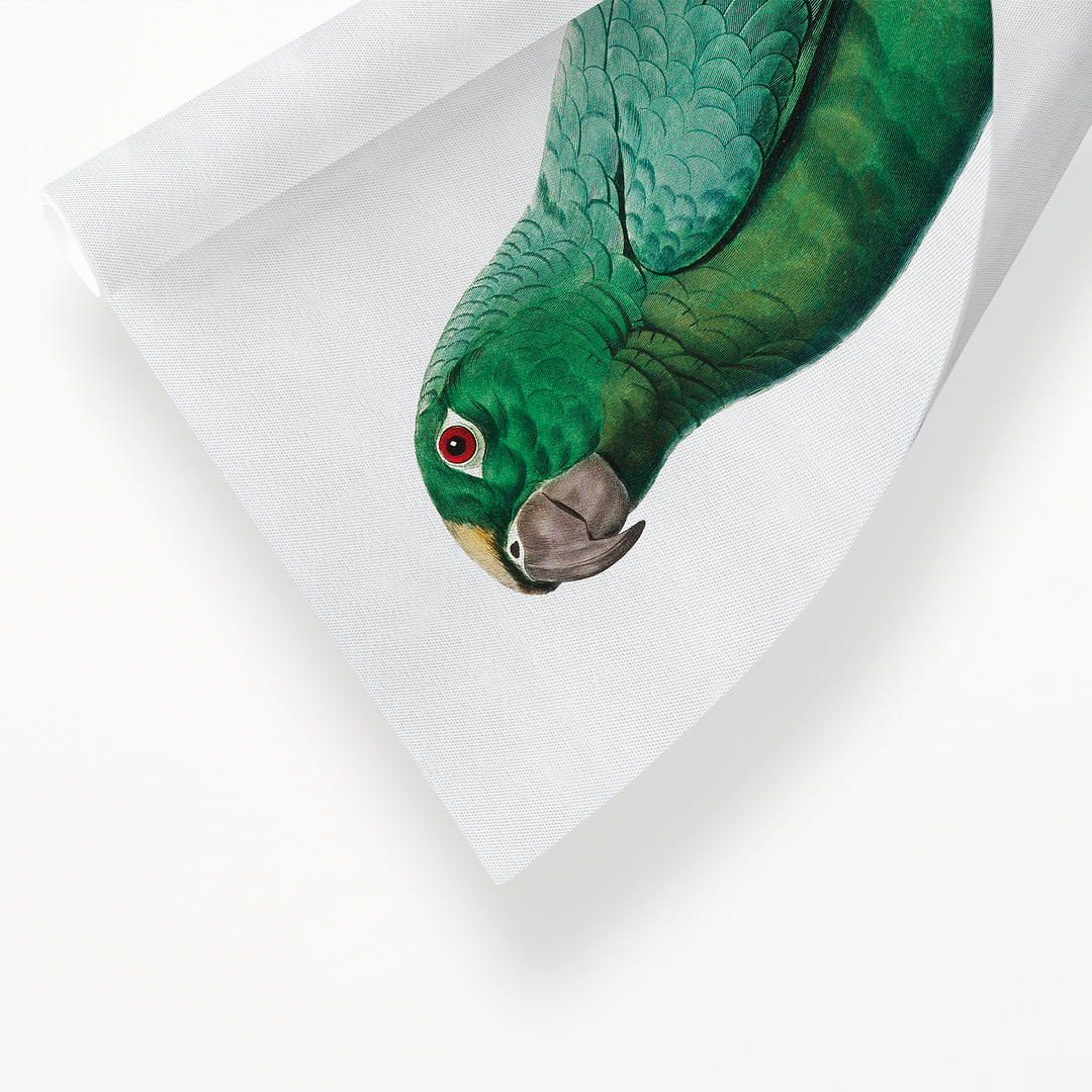Yellow-Fronted Amazon, Amazona ochrocephala II - Art Print