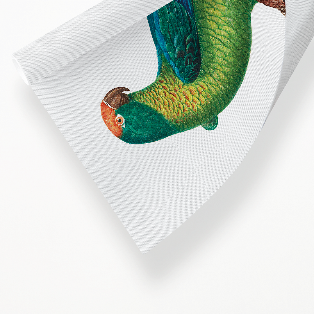 The Peach-Fronted Parakeet, Eupsittula aurea - Art Print