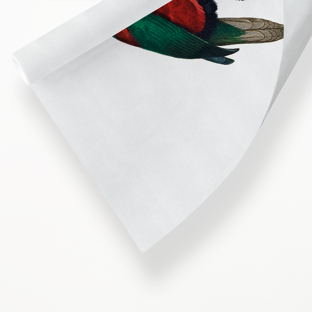 The Phigy Parrot, Psittacus phigy - Art Print