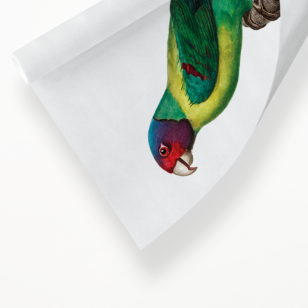 The Plum-Headed Parakeet - Art Print