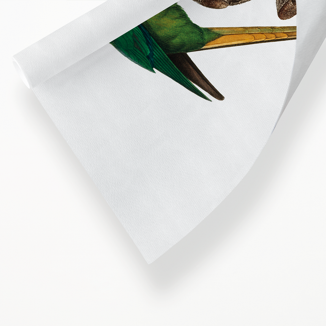 The Plum-Headed Parakeet, female - Art Print