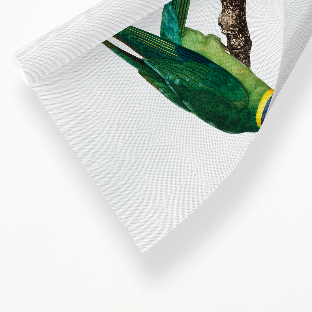 The Plum-Headed Parakeet, male - Art Print