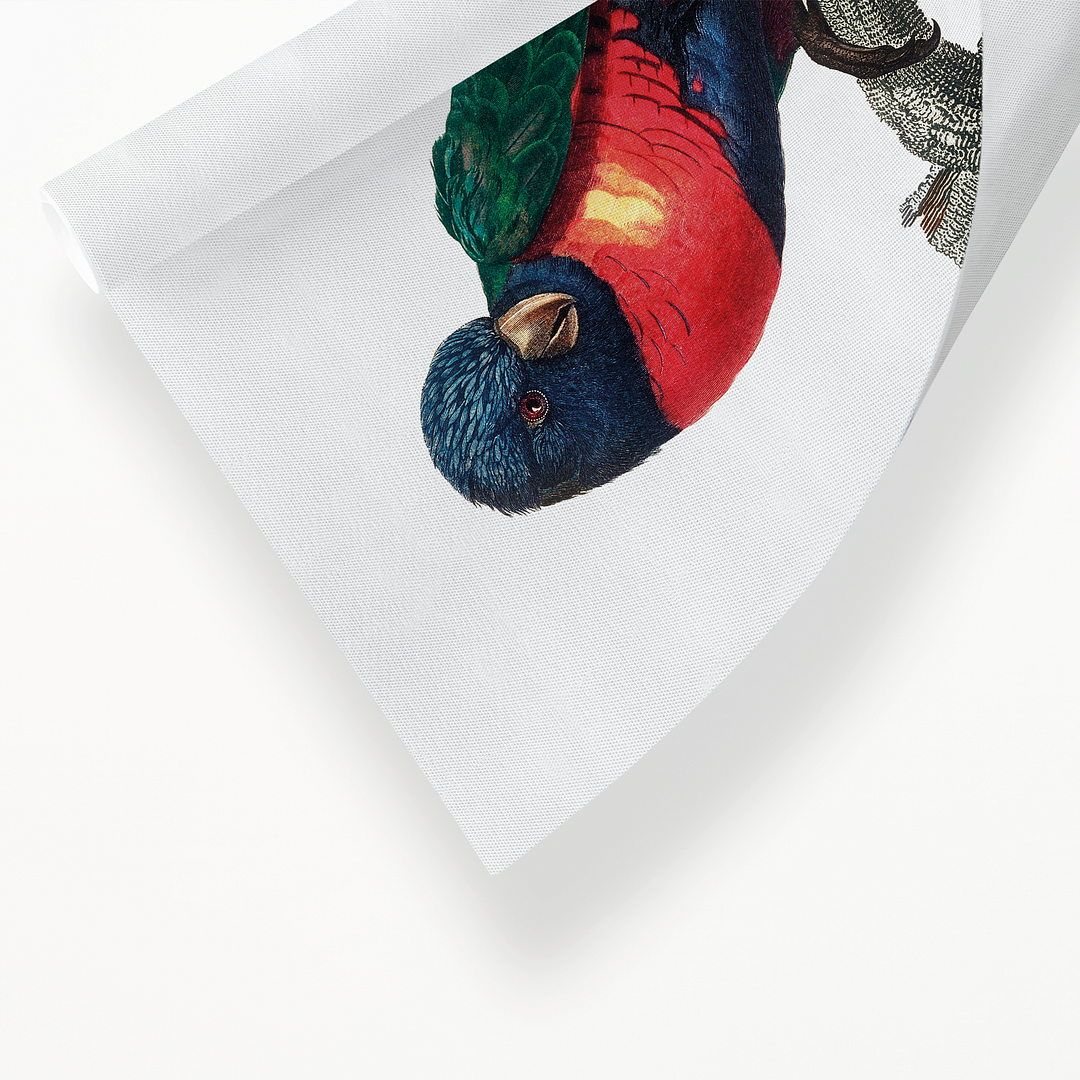 The Plum-Headed Parakeet, Psittacula cyanocephala, male - Art Print