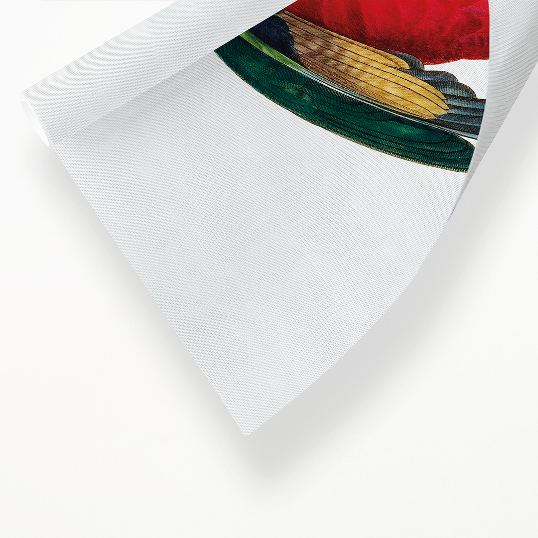 The Purple-Naped Lory, Lorius domicella I - Art Print