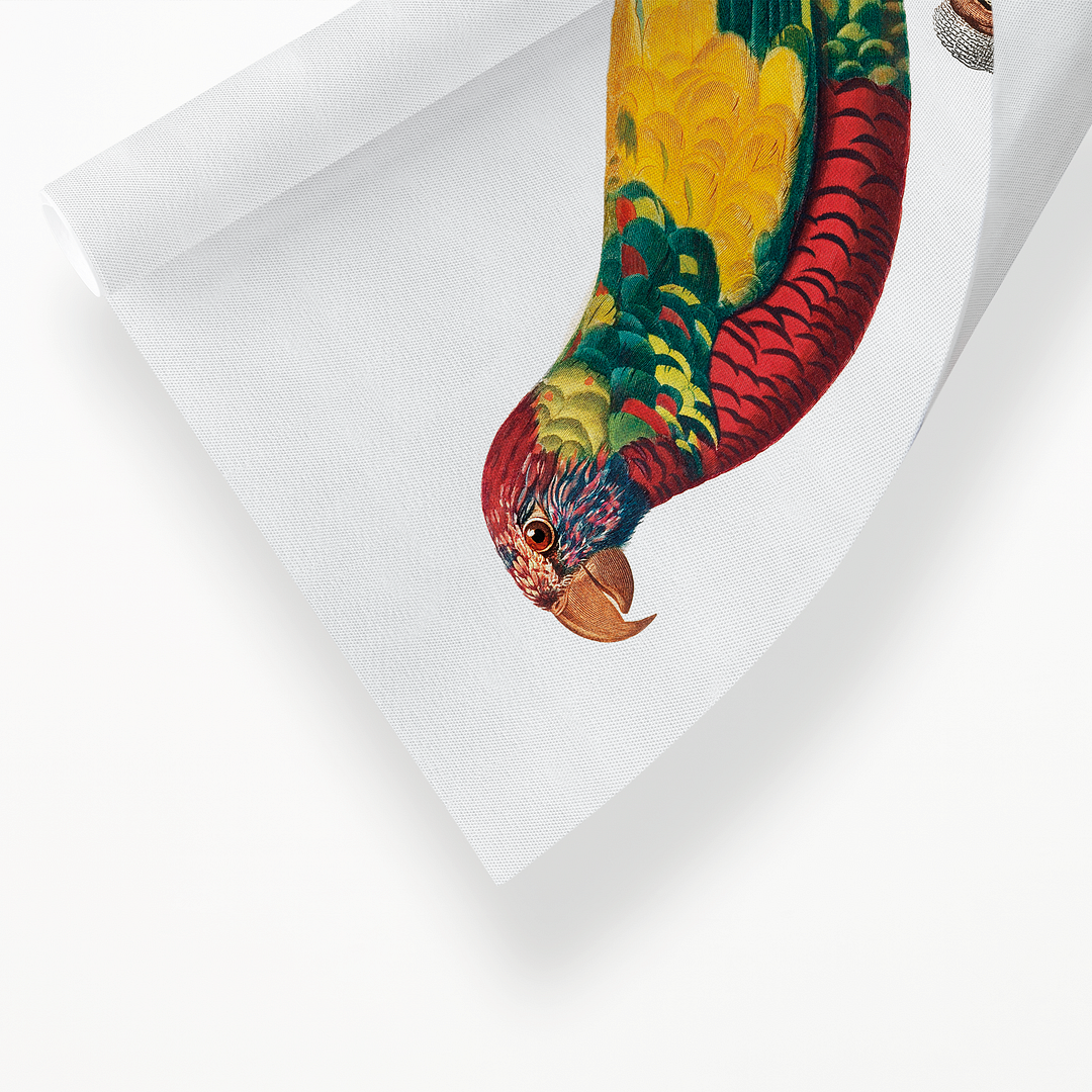 The Rainbow Lorikeet, Trichoglossus moluccanus - Art Print