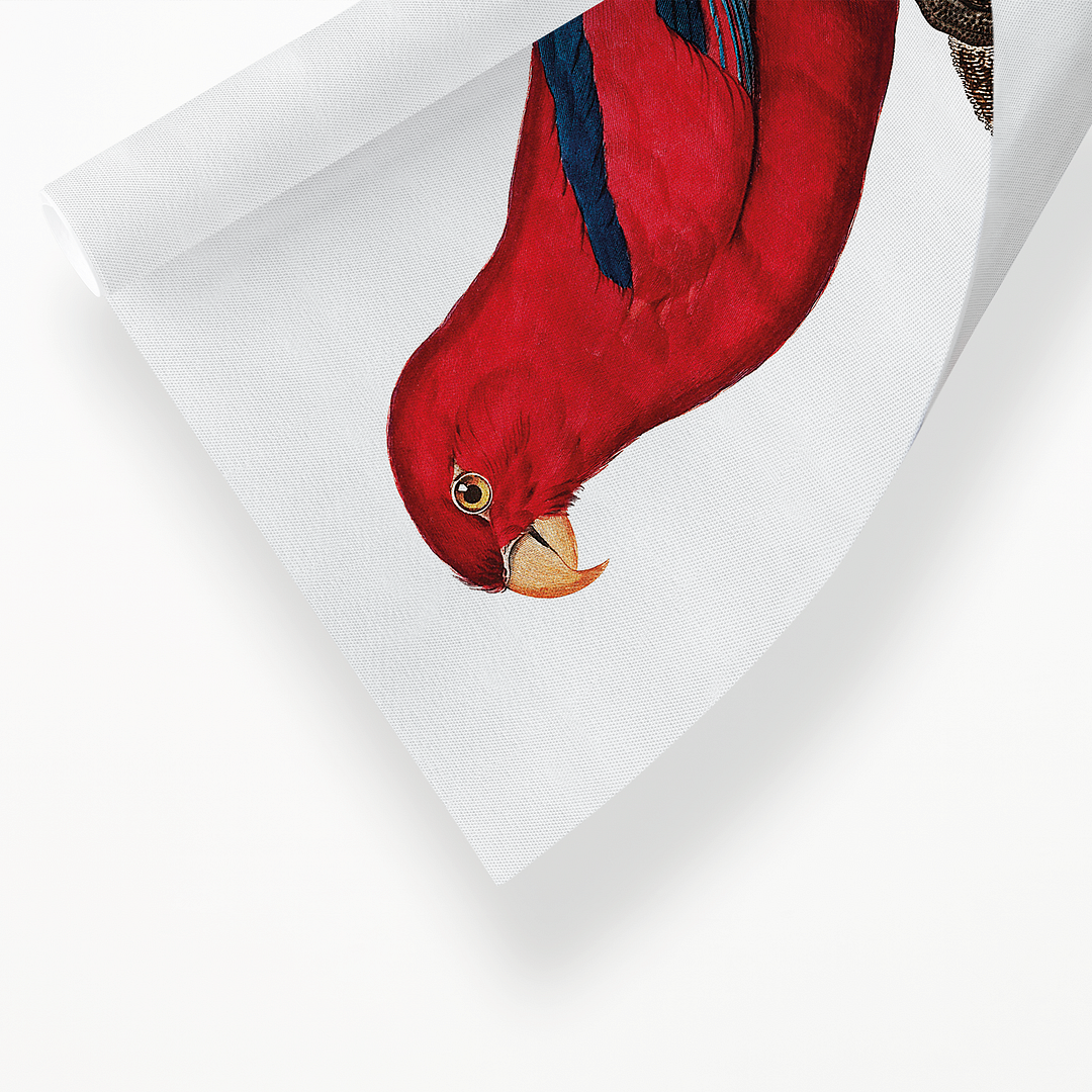 The Red Lory, Eos bornea II - Art Print