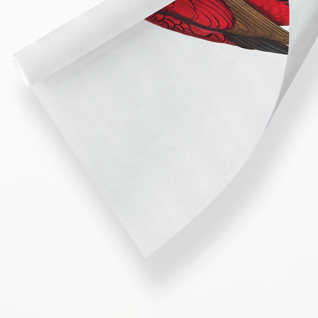 The red-and-blue lory, Eos histrio - Art Print