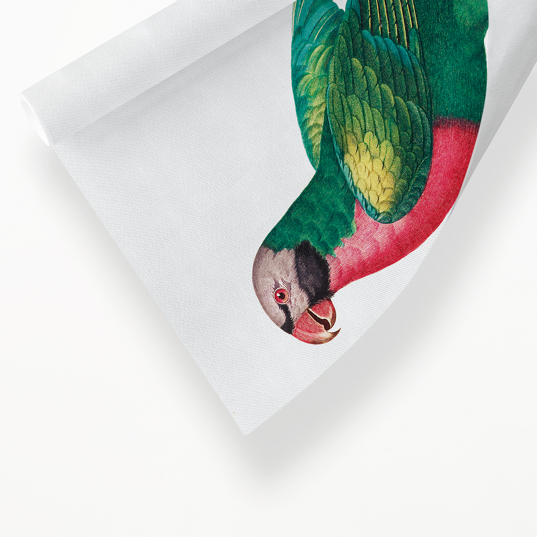 The Red-Breasted Parakeet, Psittacula alexandri - Art Print