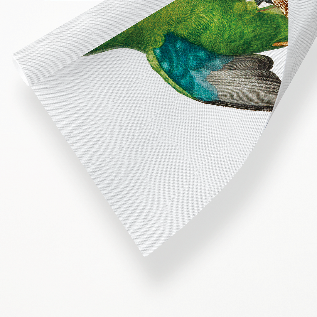 The Red-Cheeked Parrot, Geoffroyus geoffroyi, male - Art Print