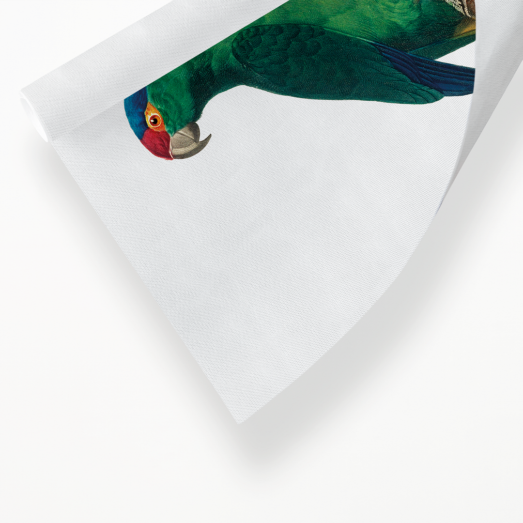 The Red-Crowned Parakeet, Cyanoramphus novaezelandiae - Art Print