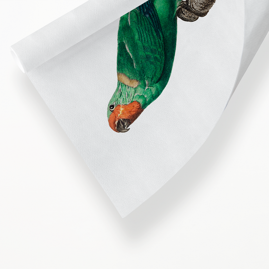 The Red-Faced Parrot, Hapalopsittaca pyrrhops - Art Print