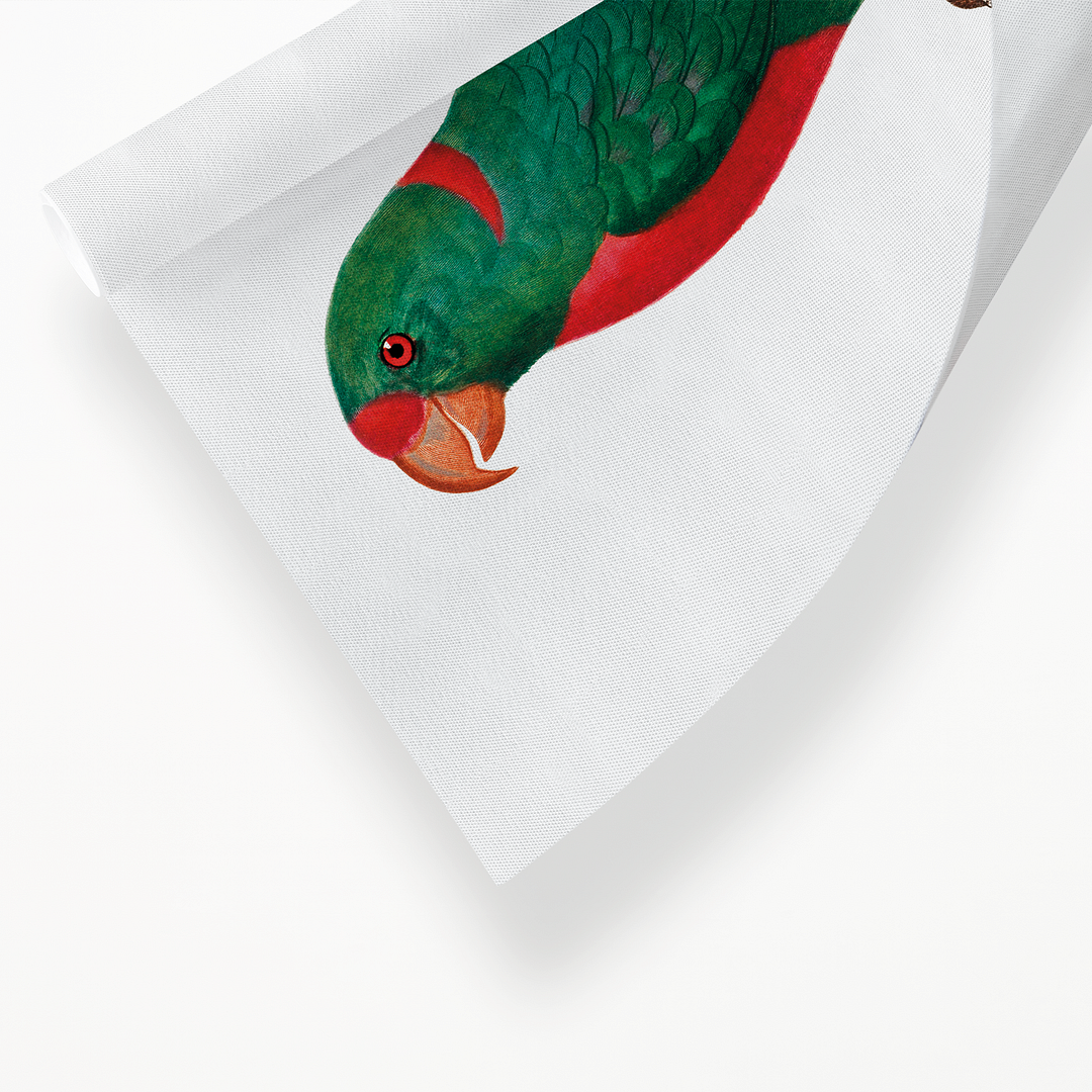 The Red-Fronted Parrot, Poicephalus gulielmi - Art Print