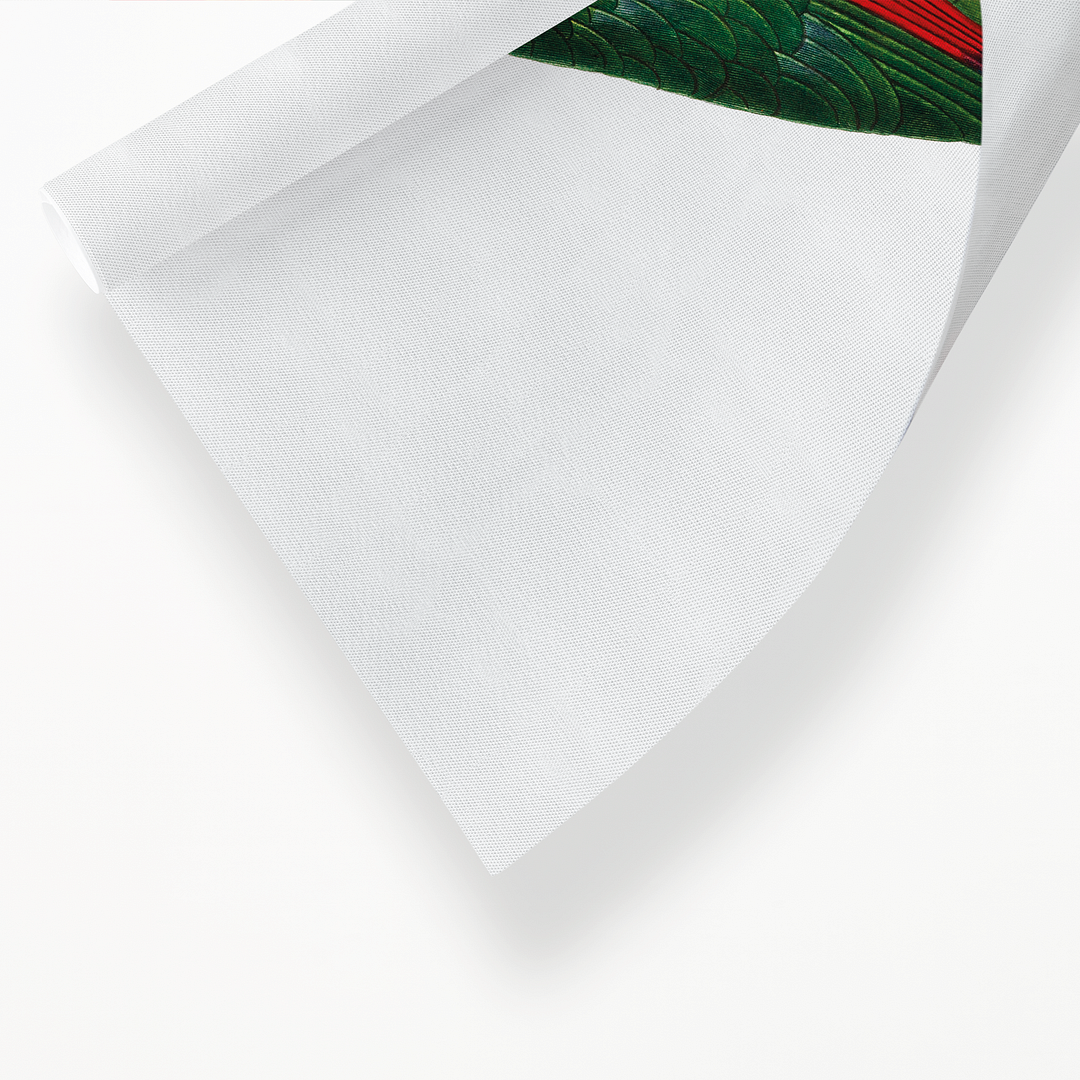 The Red-Lored Amazon, Amazona autumnalis - Art Print
