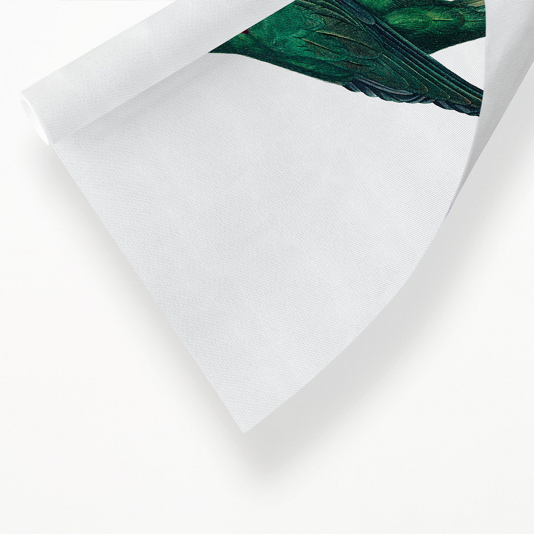 The Rose-Ringed Parakeet, Psittacula krameri IV - Art Print