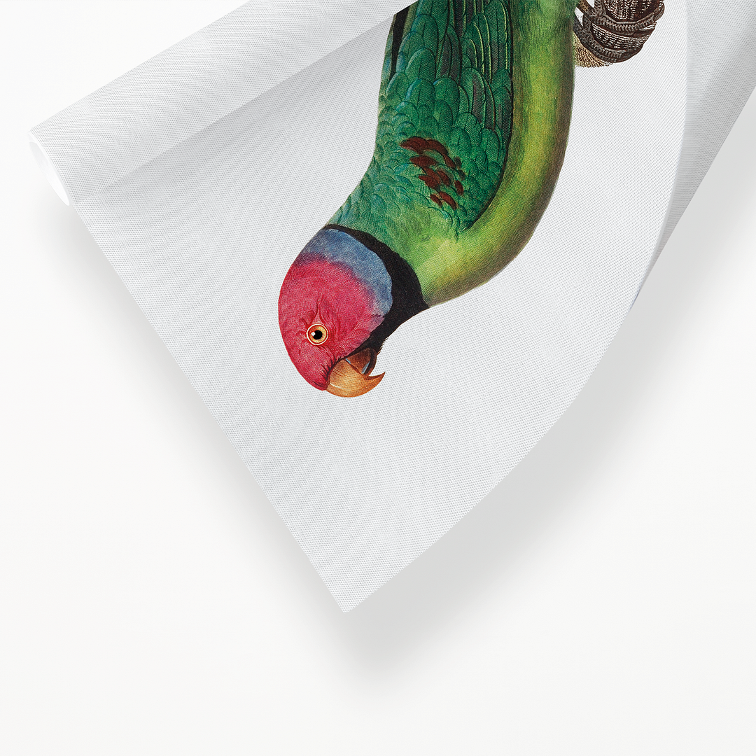 The Rose-Ringed Parakeet, Psittacula krameri II - Art Print