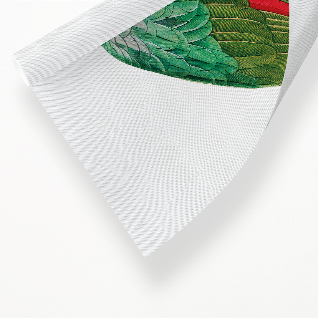 The Southern Mealy Amazon, Amazona farinosa - Art Print