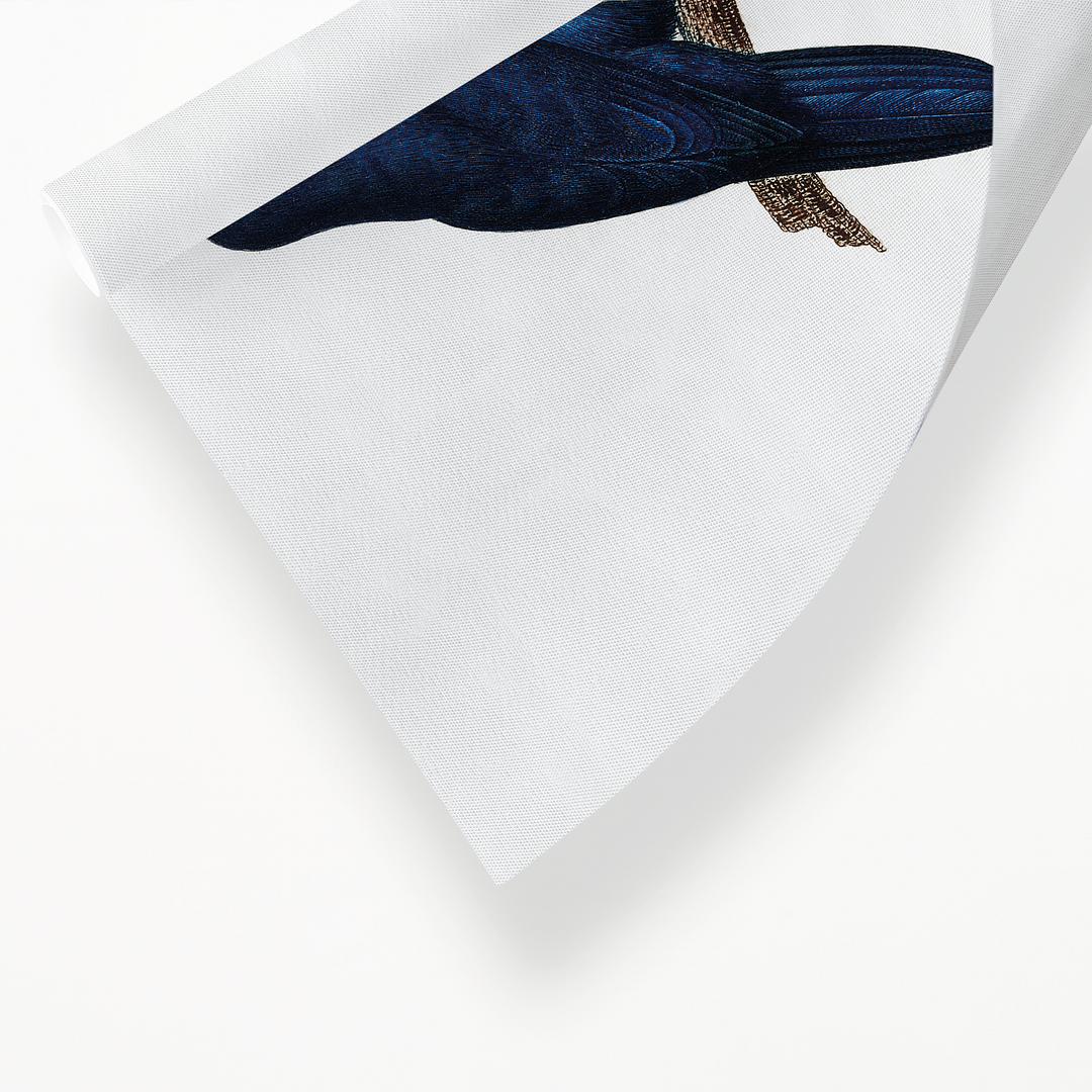 The Sparman Parakeet (Cyanoramphus novaezelandiae) - Art Print