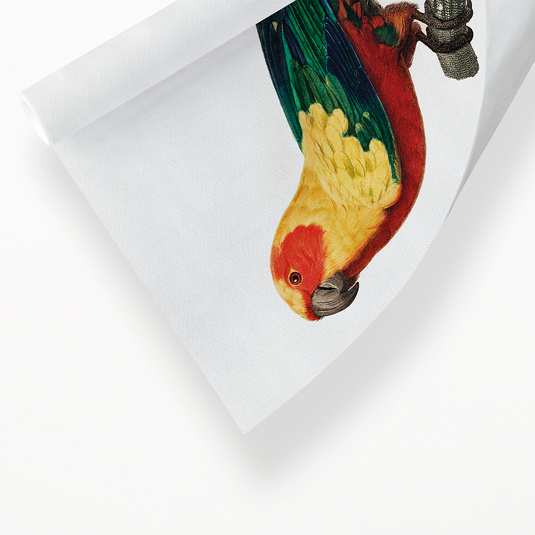 The Sun Parakeet, Aratinga solstitialis, female - Art Print