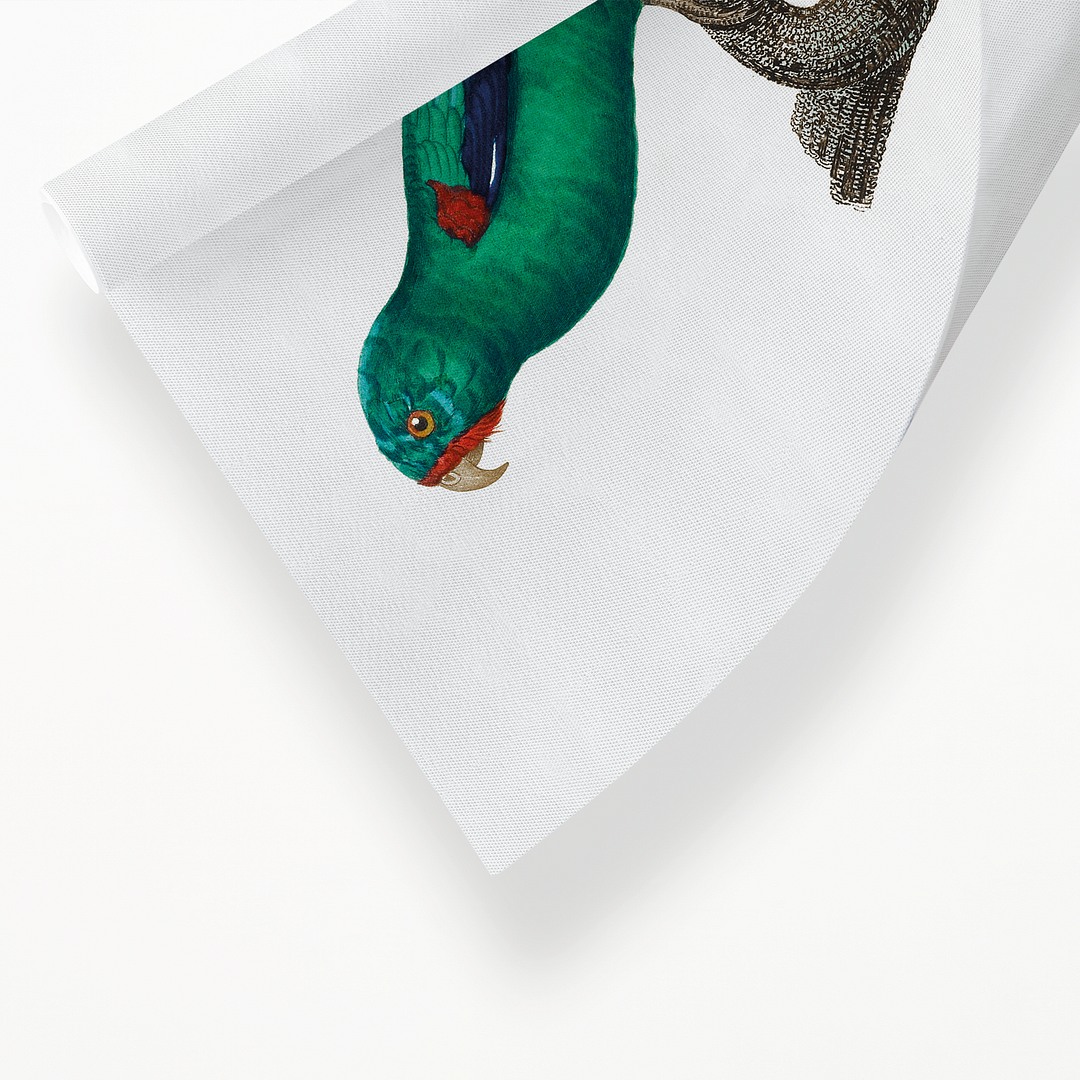 The Swift Parrot, Lathamus discolor I - Art Print