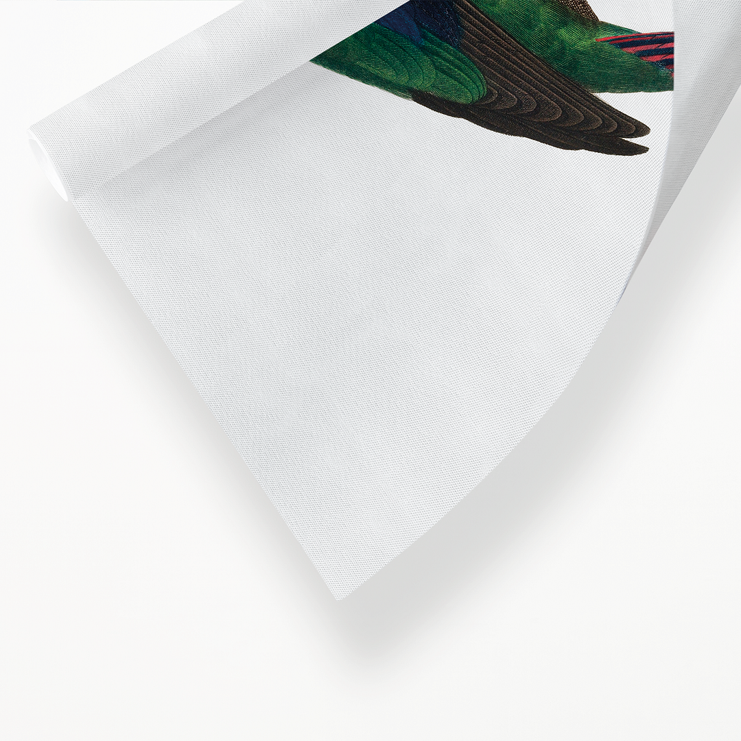 The swift parrot, Lathamus discolor II - Art Print