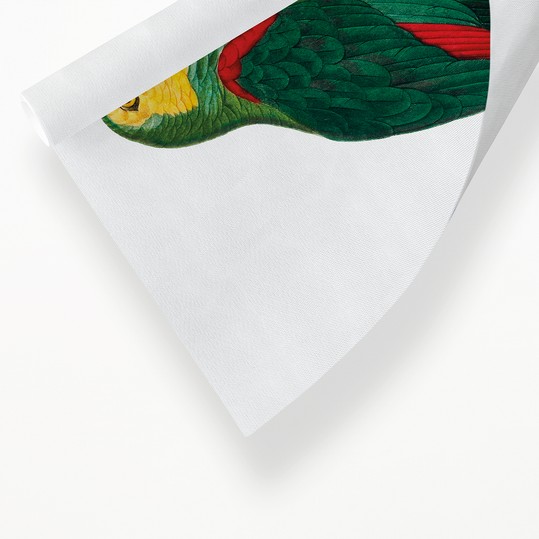 The Turquoise-Fronted Amazon, Amazona aestiva III - Art Print