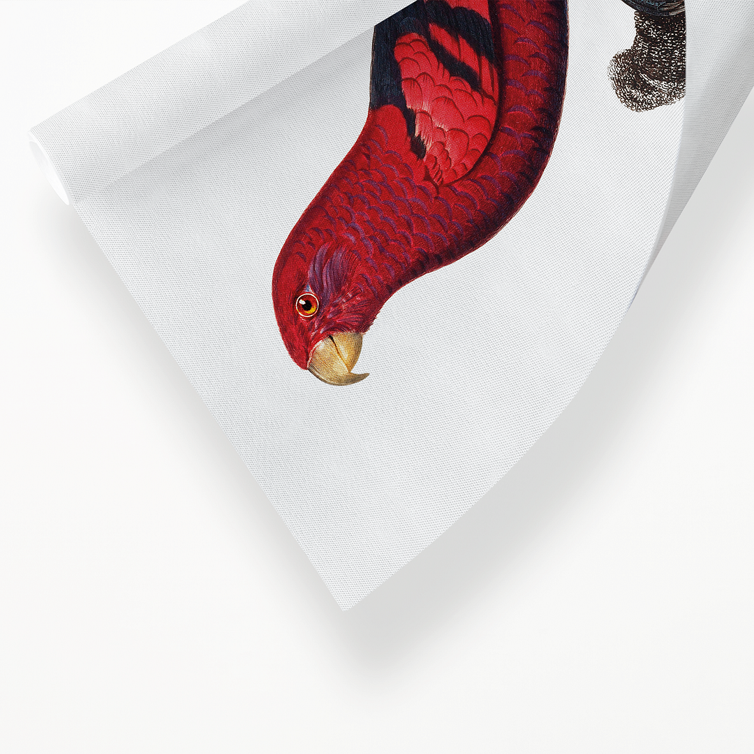 The Violet-Necked Lory, Eos squamata - Art Print