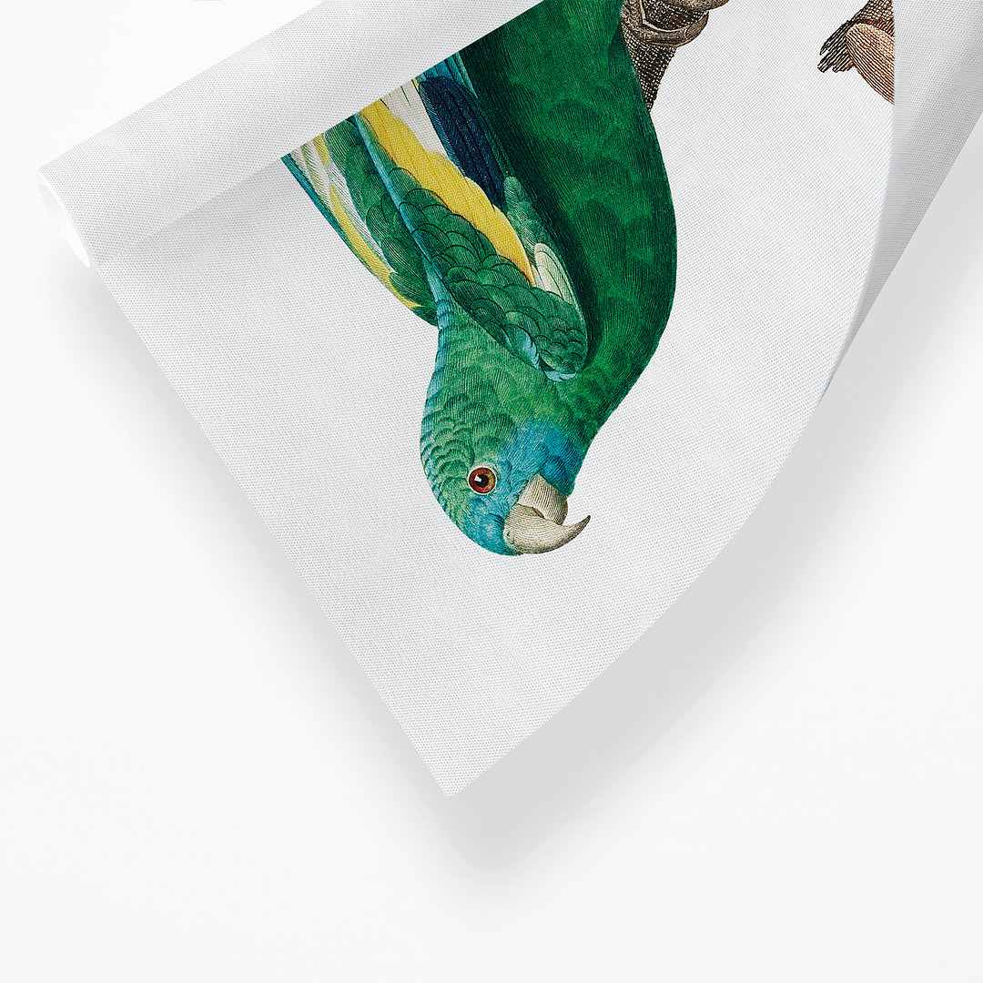 The white-winged parakeet, Brotogeris versicolurus - Art Print