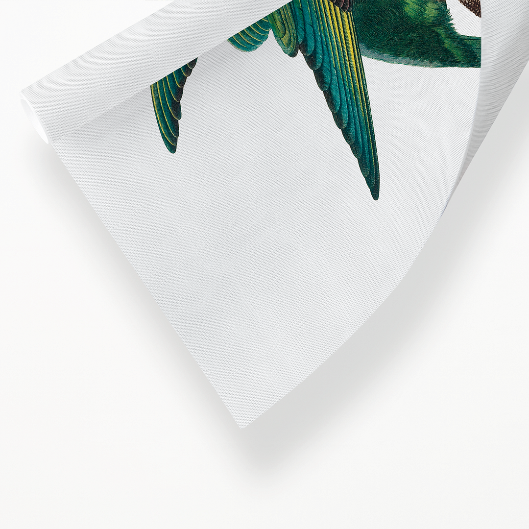 The Yellow-Crowned Parakeet, Cyanoramphus auriceps II - Art Print
