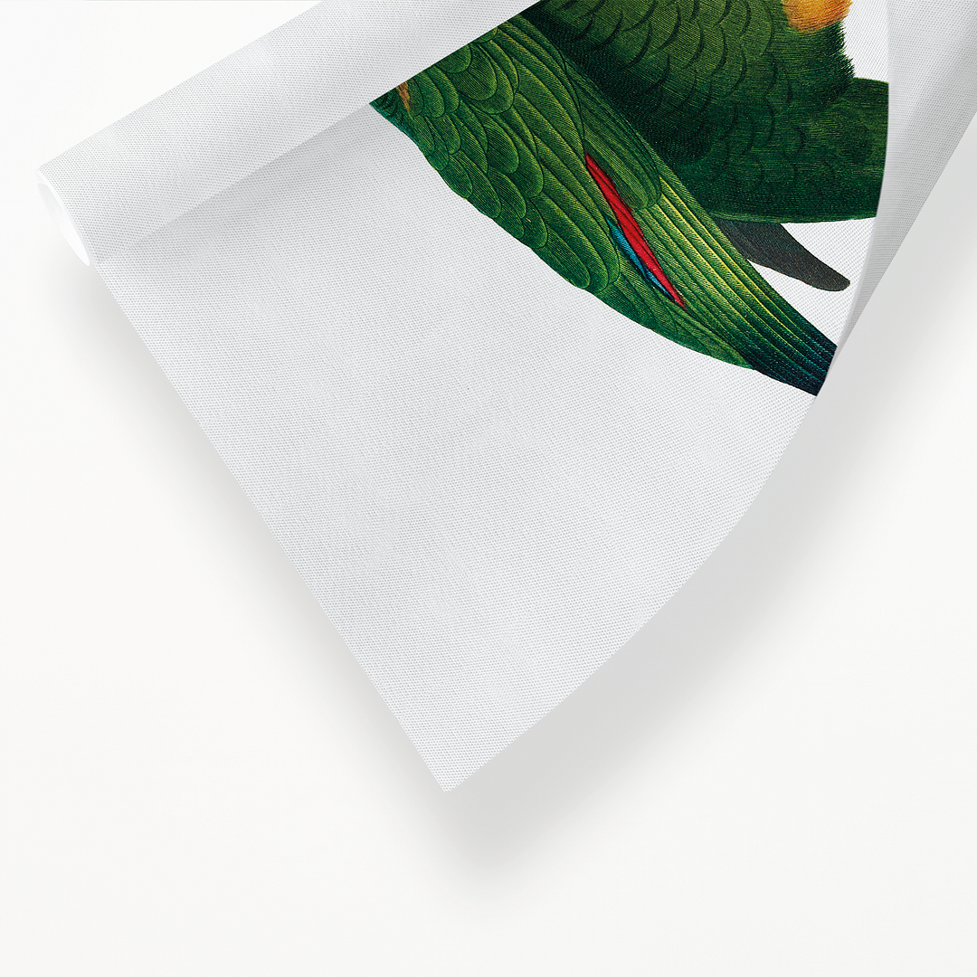 The Yellow-Shouldered Amazon, Amazona barbadensis II - Art Print