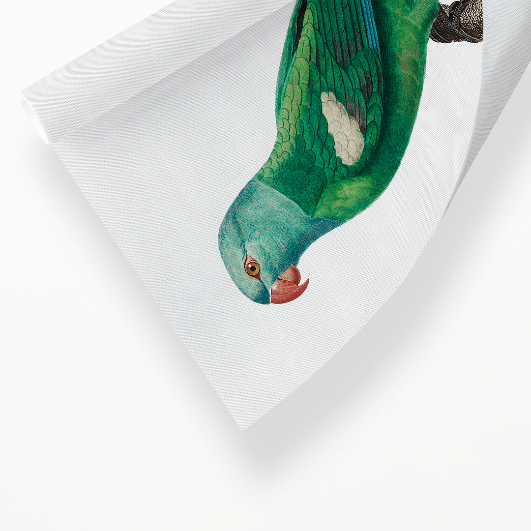 The Yellow-Shouldered Amazon, Amazona barbadensis I - Art Print