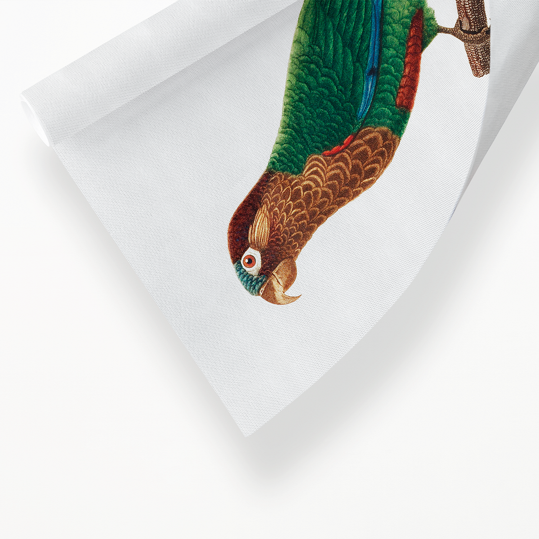 Wave-Breasted Parakeet - Art Print