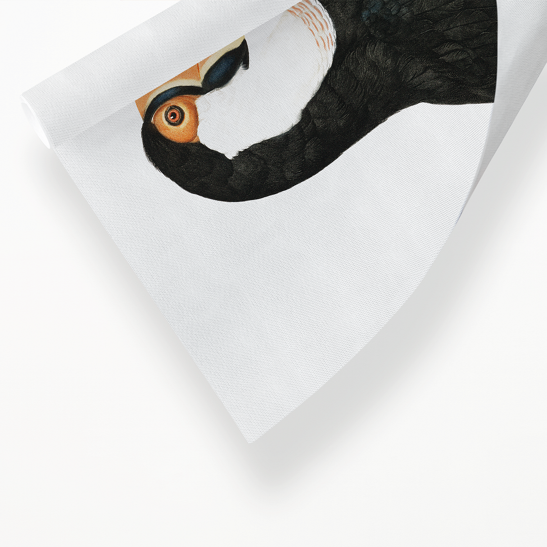 Toco toucan - Art Print