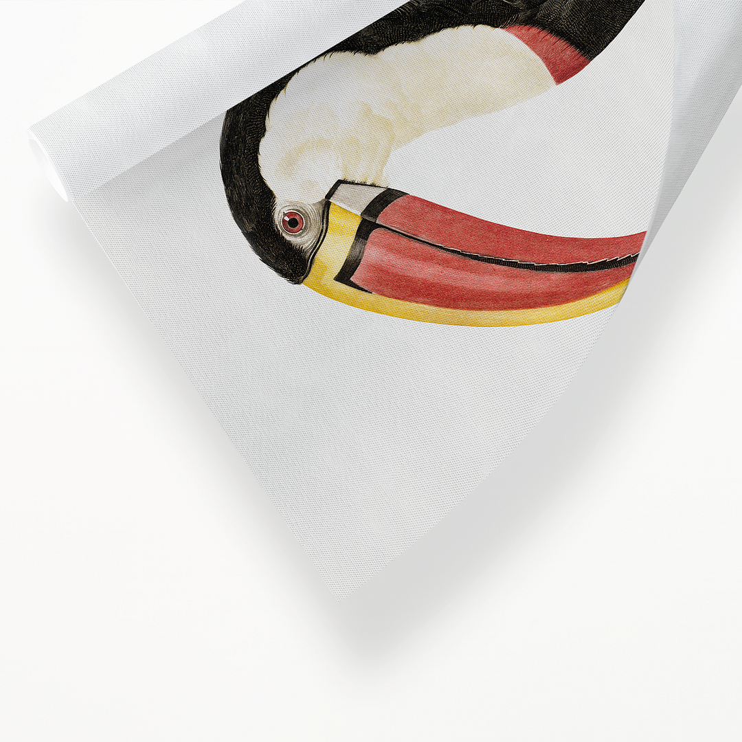 Toucan - Art Print