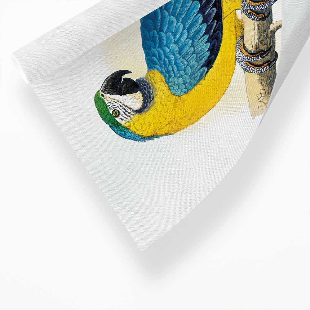 Blue and Yellow Macaw - Art Print