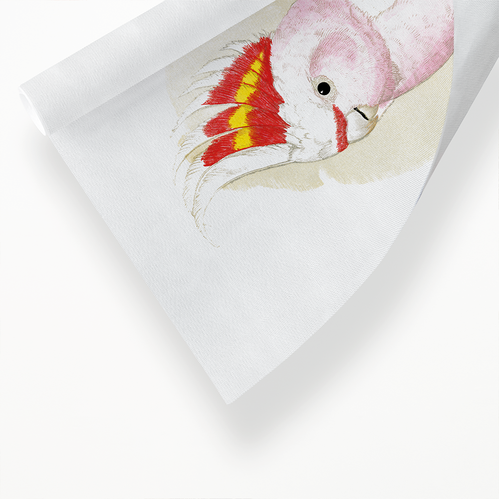 Leadbeater's Cockatoo - Art Print
