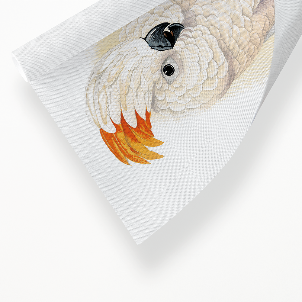 Great Salmon-Crested Cockatoo - Art Print