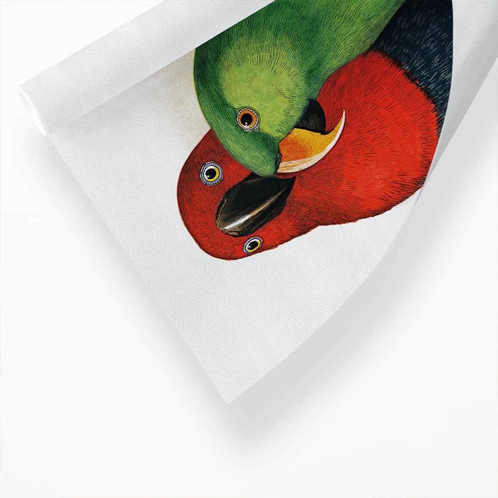 New Guinea Ecletus - Art Print