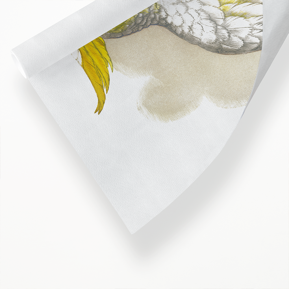 Lesser Lemon-Crested Cockatoo - Art Print