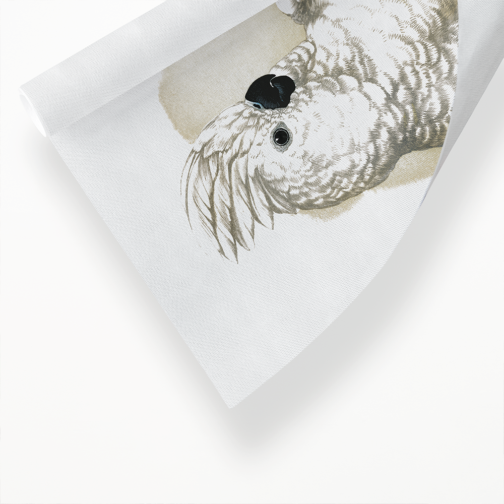 Great White-Crested Cockatoo - Art Print