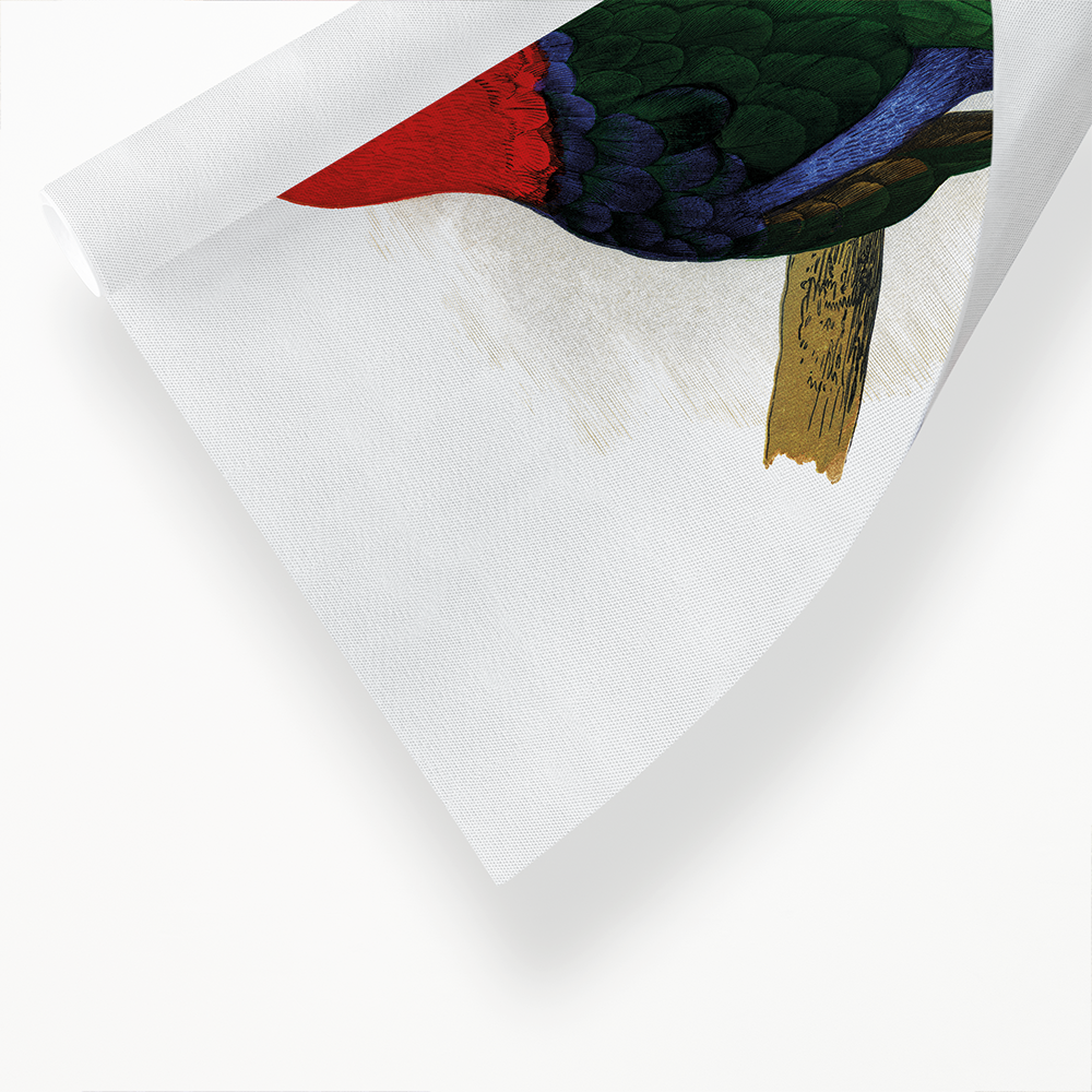 King Parrot - Art Print