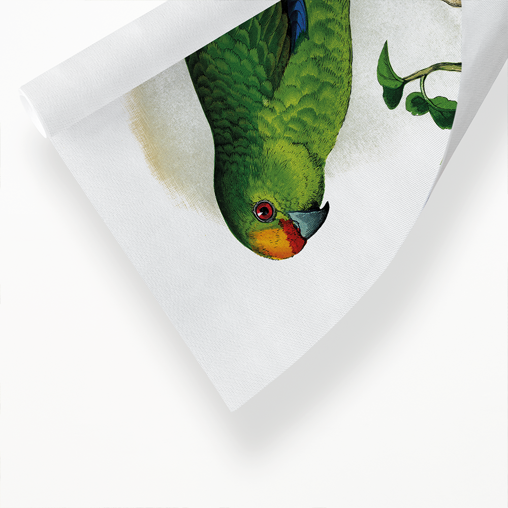 Golden-Crowned Parrakeet - Art Print