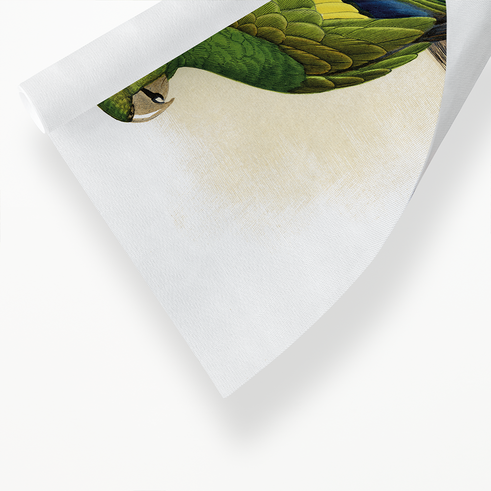 Canary-Winged Conure - Art Print
