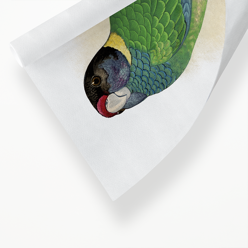 Yellow-Naped Parrakeet - Art Print