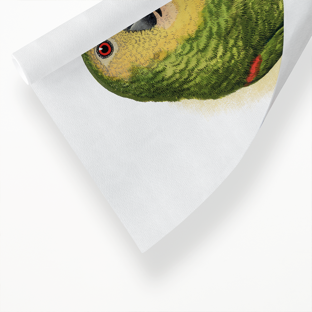 Blue-Fronted Amazon - Art Print
